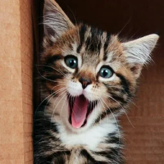 😺
