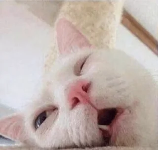 😴