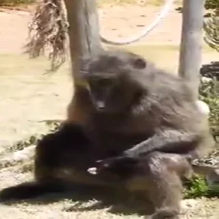🍴