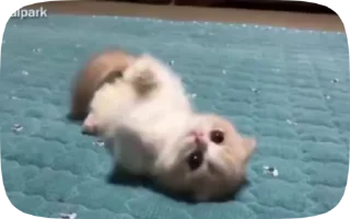 🥺