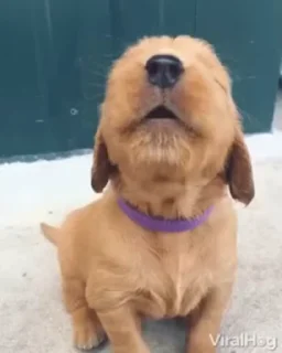 🐶
