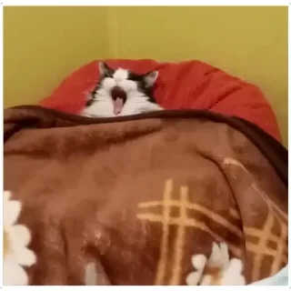 🥱