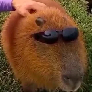 😎