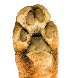 🤚