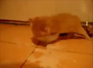 🐈