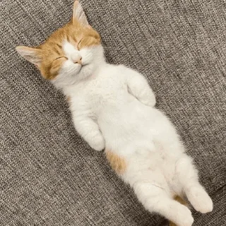 😴