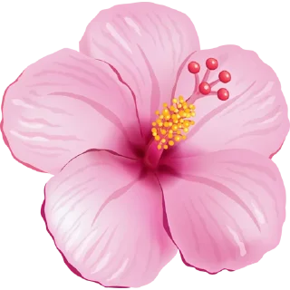 🌺
