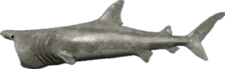 🐟