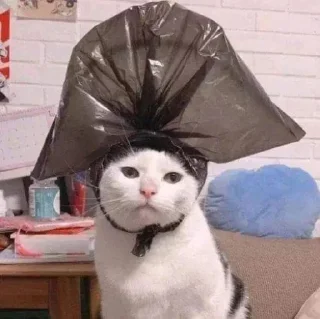 🐱