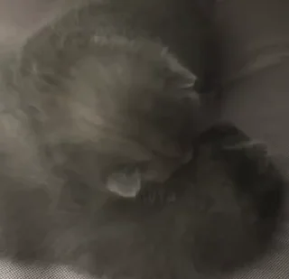 🐈