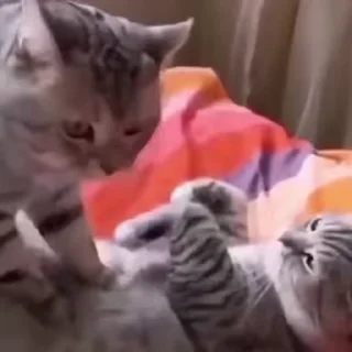 💆