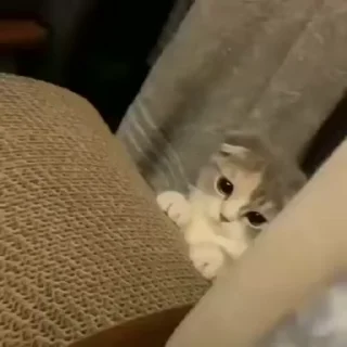 🐱
