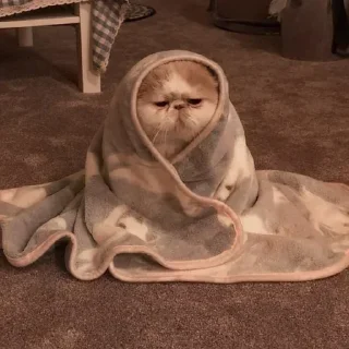 😾