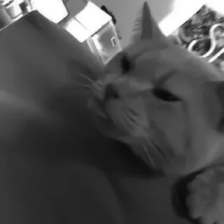 🐈‍⬛️