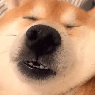 🐶
