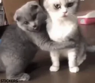 😻