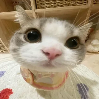 🥺