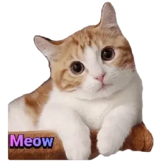 Anak kucing @Anak_kucing_stiker