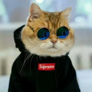 😺