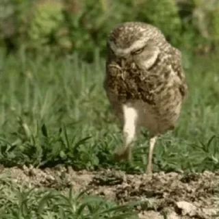🦉