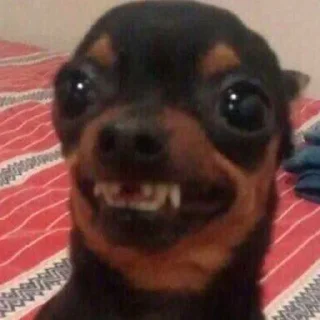 🐶