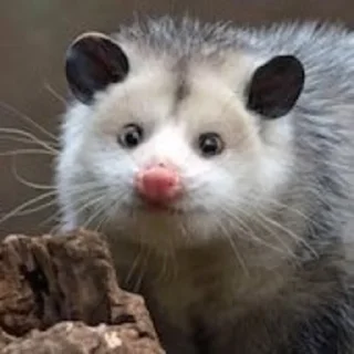 😲