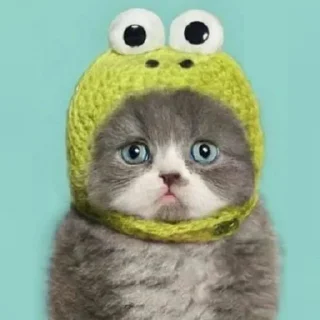 🐈