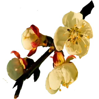 🌼