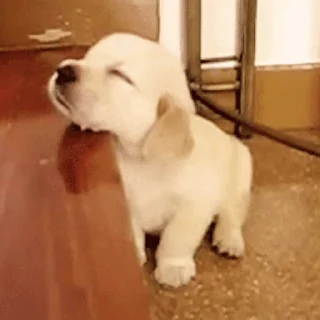 💤