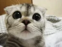 😿