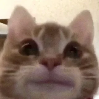 🥹
