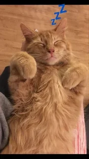 💤