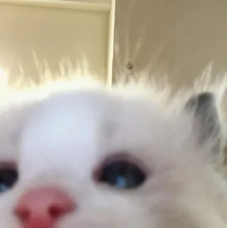 🎀