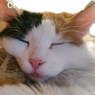 😴