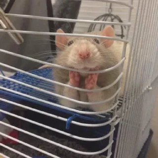 🐀