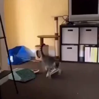 🐈