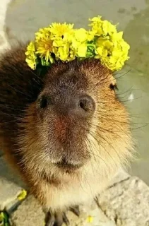 🐗