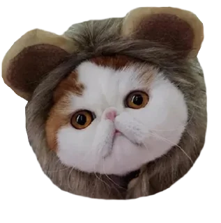 Cats in hats