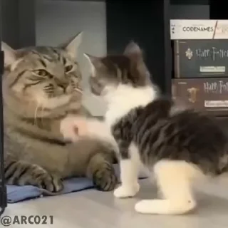 😾