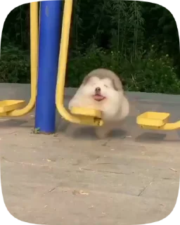 🐶