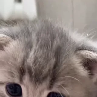 🐈