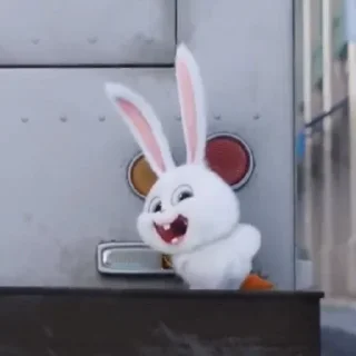 🐰
