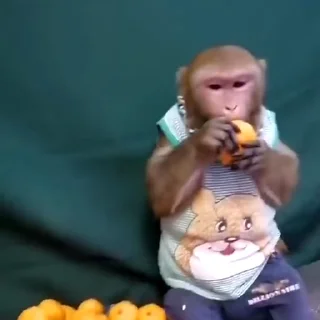 🙈