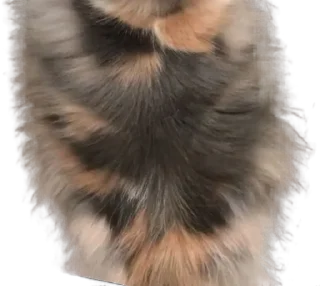 🐈