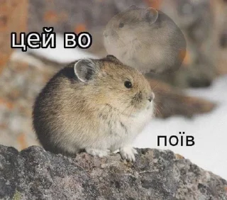😋