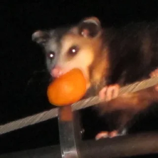 🍊