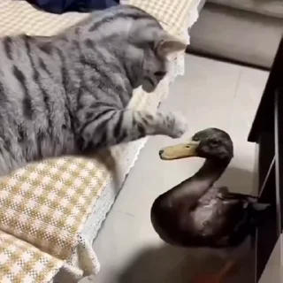 🐈