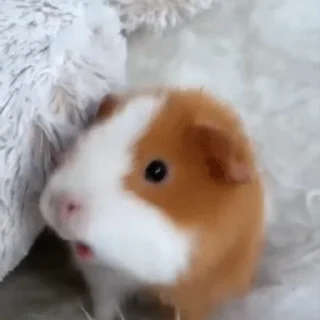 🐹