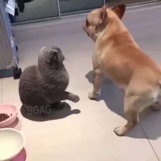 😺