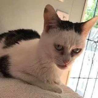 👿
